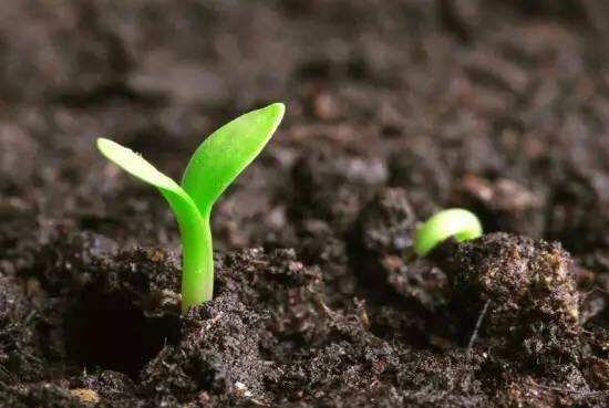 种子催芽方法五种方法，手把手教你种子快速发芽的方法