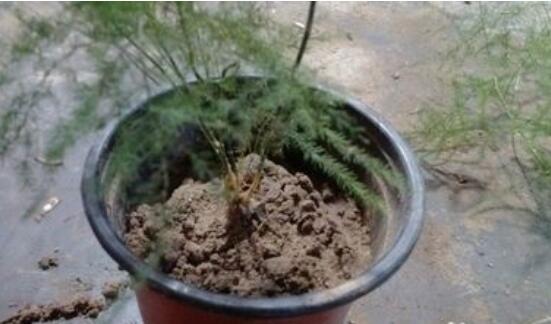 文竹用什么土养好，文竹土壤怎样配制