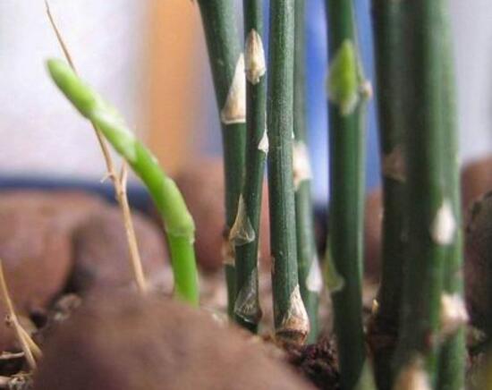 文竹怎么养才能抽新芽，四种解决方法让你的文竹疯长