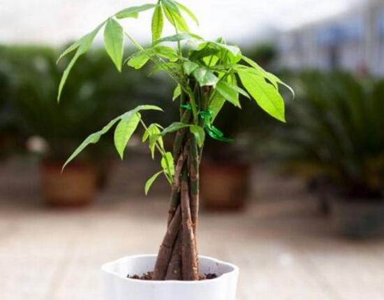 发财树如何养殖，四种方法让你养出枝繁叶茂的发财树