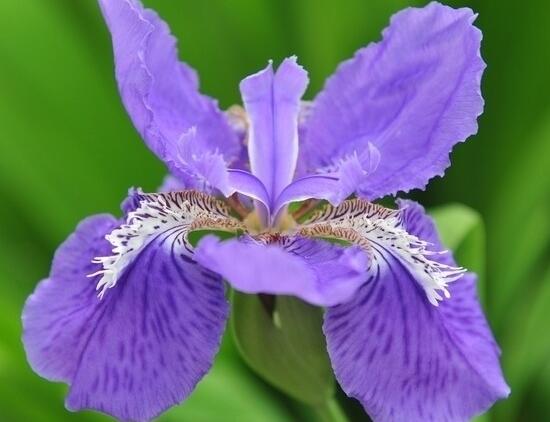 蝴蝶兰花怎么养，六种方法教你养出漂亮的兰花