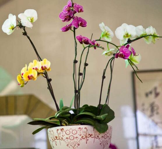 蝴蝶兰花怎么养，六种方法教你养出漂亮的兰花