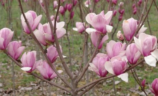 紫玉兰什么时候开花，紫玉兰花期在3～4月
