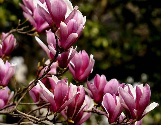 紫玉兰什么时候开花，紫玉兰花期在3～4月