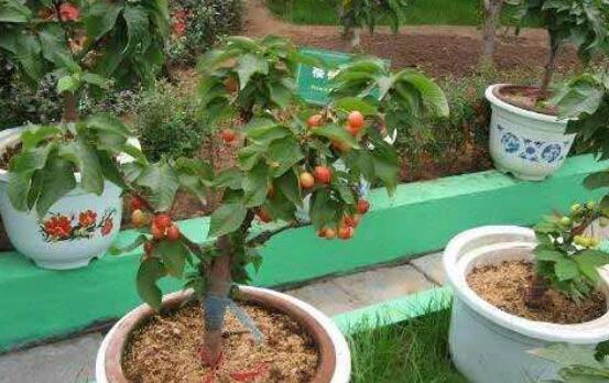 樱桃籽可以种成小盆栽吗，可以/五年才会结出果实