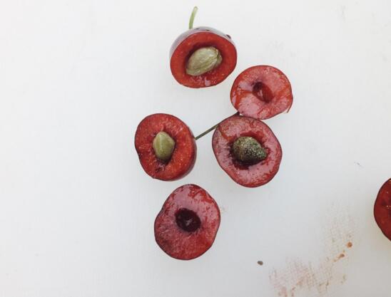 樱桃籽可以种成小盆栽吗，可以/五年才会结出果实