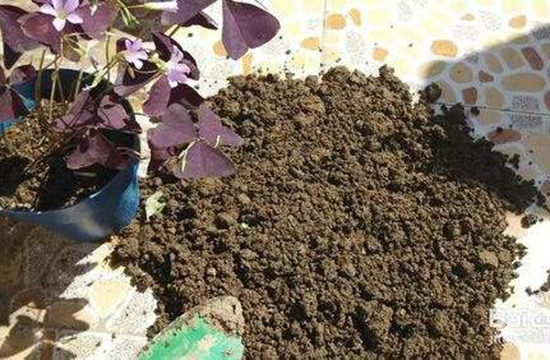 土壤需要消毒吗 消毒方法有哪些 花语网