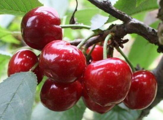 吃樱桃有什么好处，常吃樱桃可补气补血美容养颜