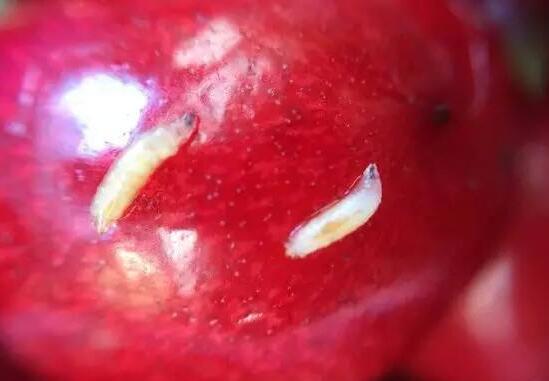 樱桃里面有虫能吃吗，樱桃虫子吃了会怎样