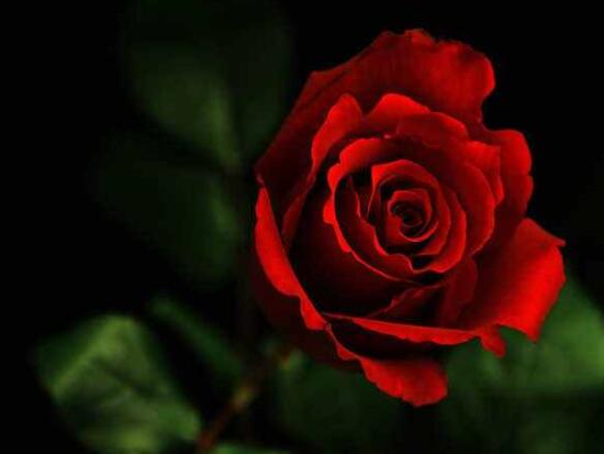 19朵玫瑰花的花语是什么，爱到极致/一生一世只爱你一个