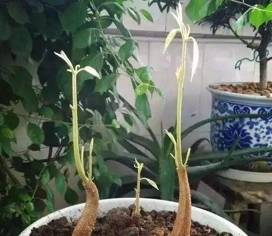 榴莲籽怎么种小盆栽，从种子到榴莲小树苗只需五步
