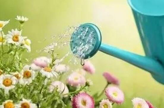 淘米水浇花的正确方法，淘米水适合浇什么花