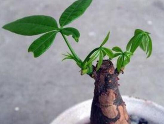 发财树树桩怎么催芽，怎么让发财树侧面发芽(需要打芽)