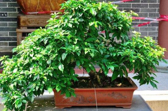 水杨梅的种植方法，6个步骤让你养出姿态秀美的水杨梅