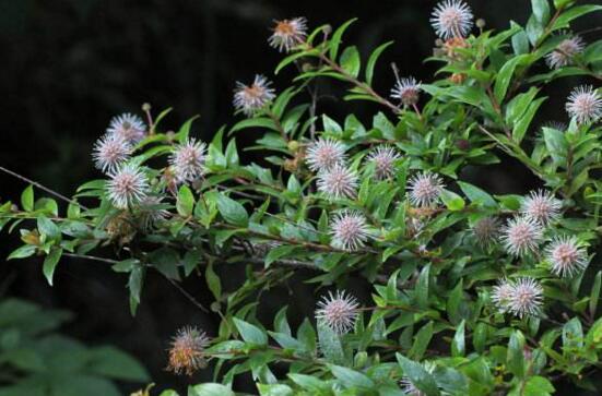 水杨梅的种植方法，6个步骤让你养出姿态秀美的水杨梅
