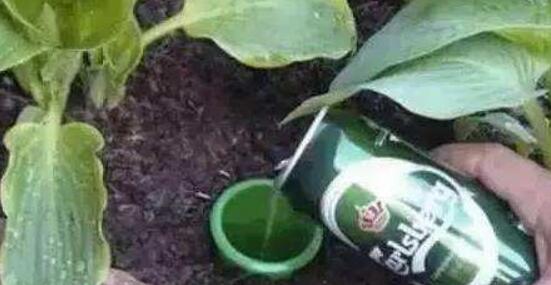 用啤酒浇绿萝怎么配比，啤酒喷绿萝的注意事项