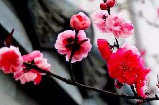 中国的国花是什么，两花相争无定论(牡丹/梅花)