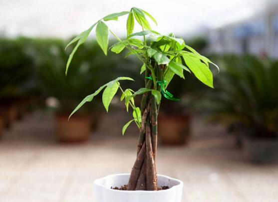 发财树的种子怎么种植，五个步骤教你怎样种发财树种子