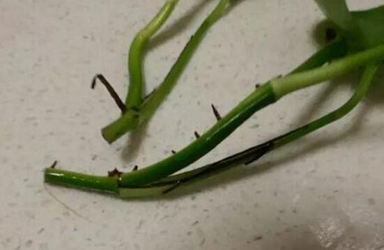 绿萝水培根茎怎么剪切，3种剪切方法让绿萝长的更健康