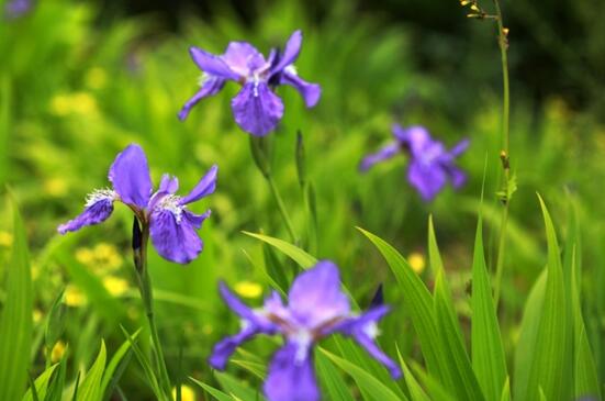 紫色的花有哪些及花名 美女樱紫色壮观暖心花期最长 花语网