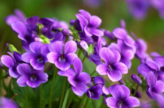 紫色的花有哪些及花名 美女樱紫色壮观暖心花期最长 花语网
