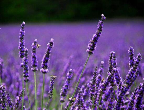 常见的紫色花有哪些，盘点15种最神秘最高贵的美丽花朵