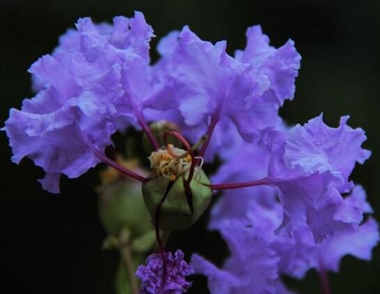 常见的紫色花有哪些 盘点15种最神秘最高贵的美丽花朵 花语网
