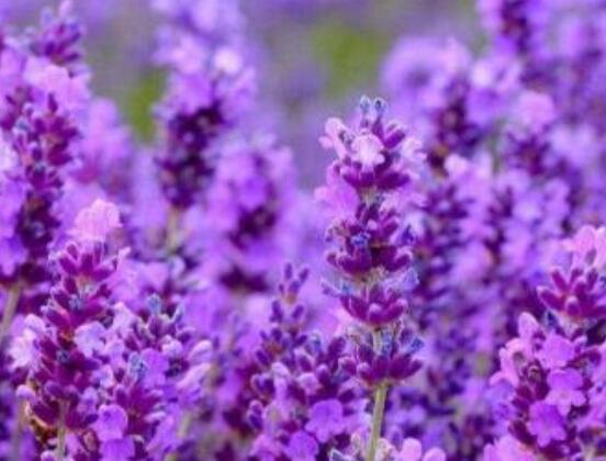 紫色薰衣草花语是什么，代表等待爱情/承诺的爱