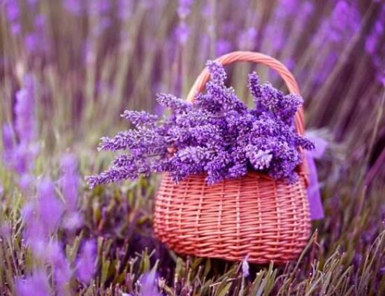 紫色薰衣草花语是什么，代表等待爱情/承诺的爱