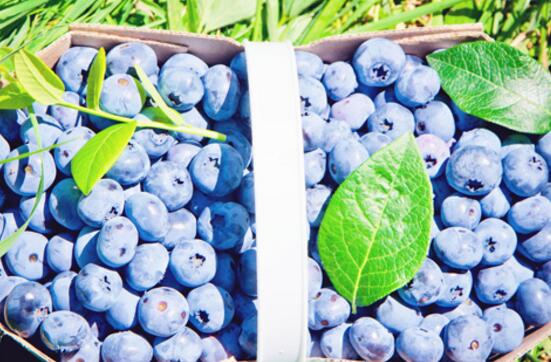 蓝莓的功效与作用价格，蓝莓能防病降脂但进口国产价格差异大