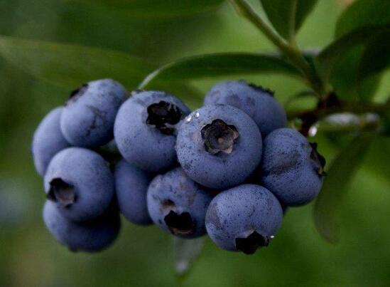 蓝莓酒的做法，蓝莓/冰糖/烈酒密封两个月即可饮用