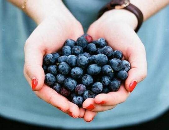 蓝莓干的功效与作用，美容养颜提高免疫还能减缓衰老