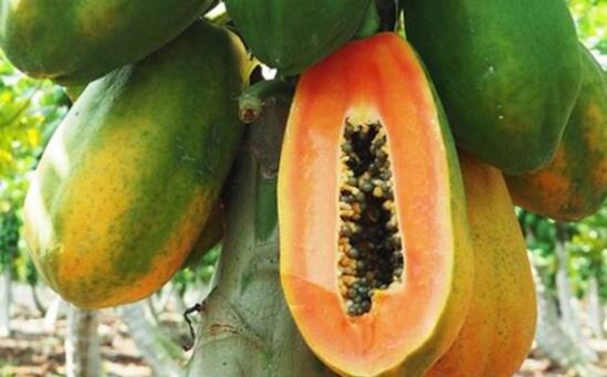 木瓜的功效与作用，清热止咳去虫杀菌还能丰胸