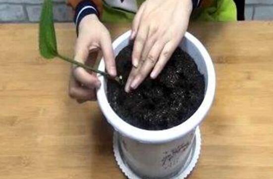 刚扦插的绿萝几天生根，一般需要半个月左右生根