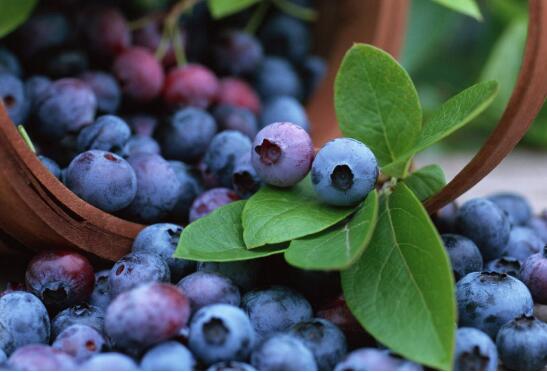 蓝莓酒的功效与作用，改善视力抗菌消炎还能美容养颜
