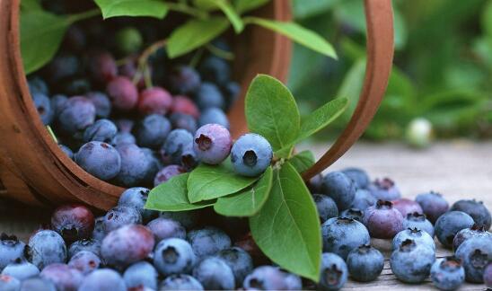 蓝莓的皮可以吃吗，清洗干净之后可以吃还能改善视力