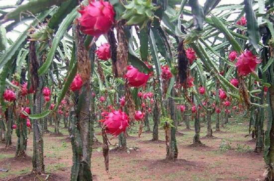 火龙果盆栽种植方法，5种简单方法教种出你超多火龙果