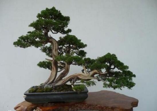 十大盆景名贵树种排名，松柏长青/是最佳盆景选择树种