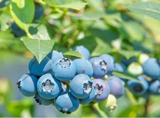 蓝莓的功效与作用禁忌，预防疾病美容瘦身又可抗衰老