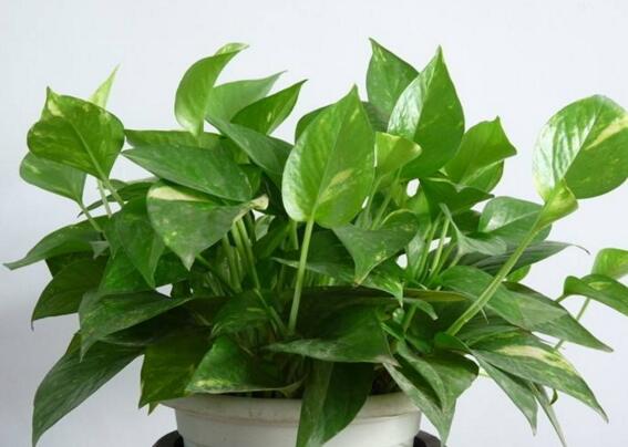除甲醛最有效方法植物，十种被称为甲醛克星的植物