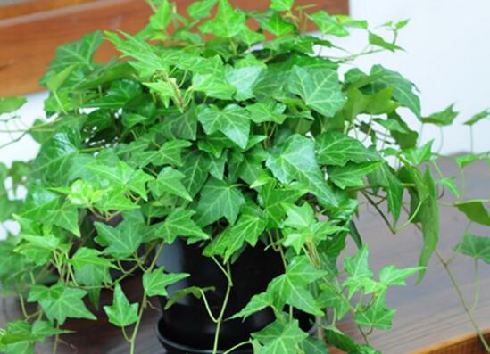 除甲醛最有效方法植物，十种被称为甲醛克星的植物