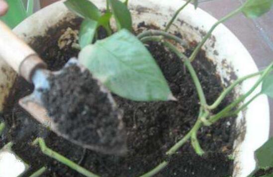 水培绿萝怎样改土培，由水入土正常生长只需四个步骤