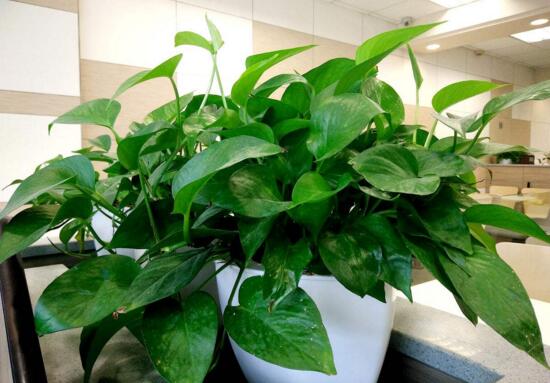 什么植物吸收甲醛最好，去甲醛最好的10种植物排名