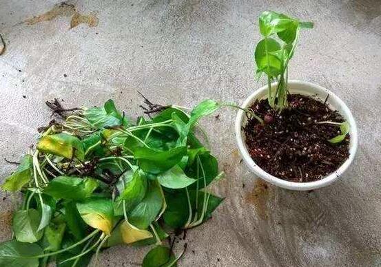 绿萝土培方法图片