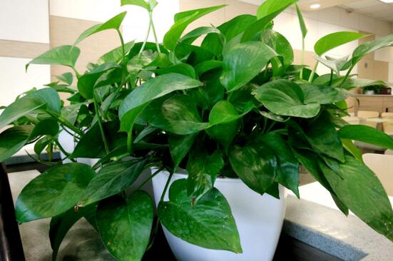 适合室内养的50种植物，绿萝净化空气而且观赏价值高还好养