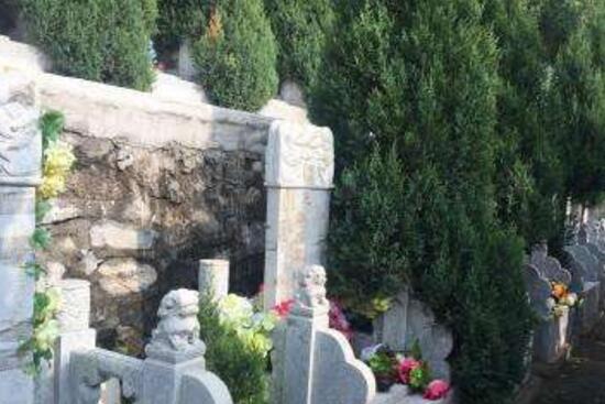 为什么墓地都种松柏树，为了寄托对逝者永恒的思念