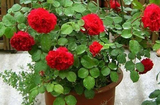 玫瑰扦插生根最快方法，4个方法让你养出姿态妖娆的玫瑰