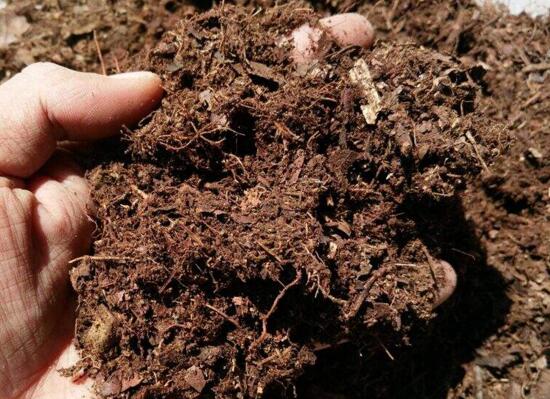 虎皮兰用什么土种植最好，虎皮兰的养殖方法(砂质土壤)