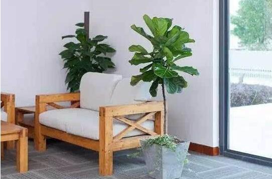 客厅适合放什么大盆栽，盘点10种适合放客厅的大盆绿植