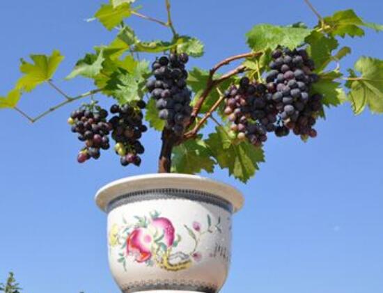 葡萄盆栽种植方法图片，5个步骤教你种植葡萄盆栽